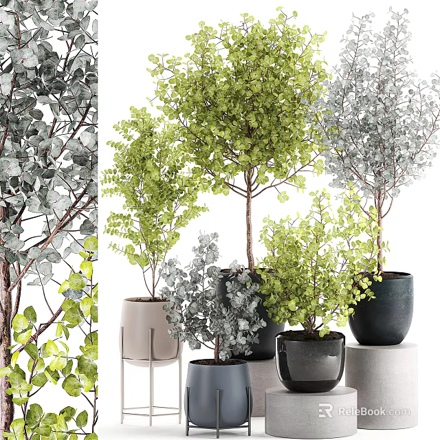 Diverse Bonsai Potted Plants With Green Gray Leaves In Black Gray Pots For Home Decor 3d model 