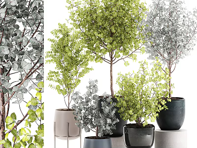 Diverse Bonsai Potted Plants With Green Gray Leaves In Black Gray Pots For Home Decor 3d model