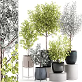 Diverse Bonsai Potted Plants With Green Gray Leaves In Black Gray Pots For Home Decor