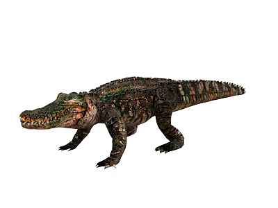 Reptile Crocodile Featuring Detailed Green Brown Scales Powerful Limbs And Long Tail 3d model