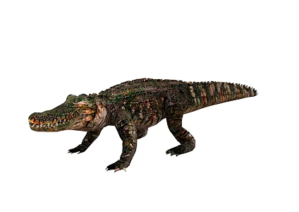 crocodile cold-blooded animal beast 3d model