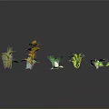 Colorful Decorative Plants With Various Leaf Shapes And Green Yellow Leaves On Dark Background