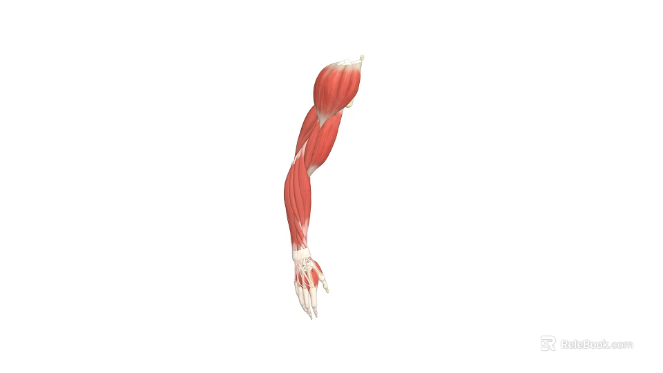Game and Movie Character Muscular Arm Anatomically Accurate 3D Model Design 3d model 