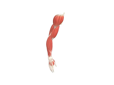 Game and Movie Character Muscular Arm Anatomically Accurate 3D Model Design 3d model