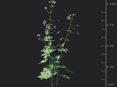 dark geranium lovell dark geranium geranium geranium geraniaceae flowers and plants 3d model