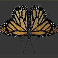 Vibrant Monarch Butterfly With Orange And Black Patterned Wings On Gray Background