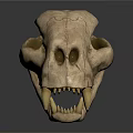 Medical Device Animal Skull Model for Veterinary Education with Cracked Surface