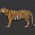 Realistic 3D Tiger Model With Orange Fur Black Stripes And Standing Posture