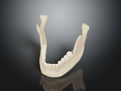 Anatomical Human Mandible Model With Detailed Teeth Structure On Black Background 3d model