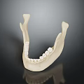 Anatomical Human Mandible Model With Detailed Teeth Structure On Black Background