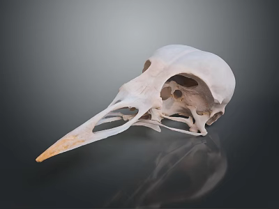 White Bird Skull With Long Beak On Dark Background And Reflection 3d model