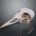 White Bird Skull With Long Beak On Dark Background And Reflection 3d model
