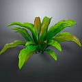 Vibrant Tropical Foliage Plant with Green and Brown Broad Shiny Leaves and Lush Growth