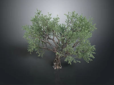 Olive Tree With Green Leaves And Textured Trunk On Dark Background With Reflection 3d model