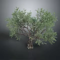 Olive Tree With Green Leaves And Textured Trunk On Dark Background With Reflection 3d model