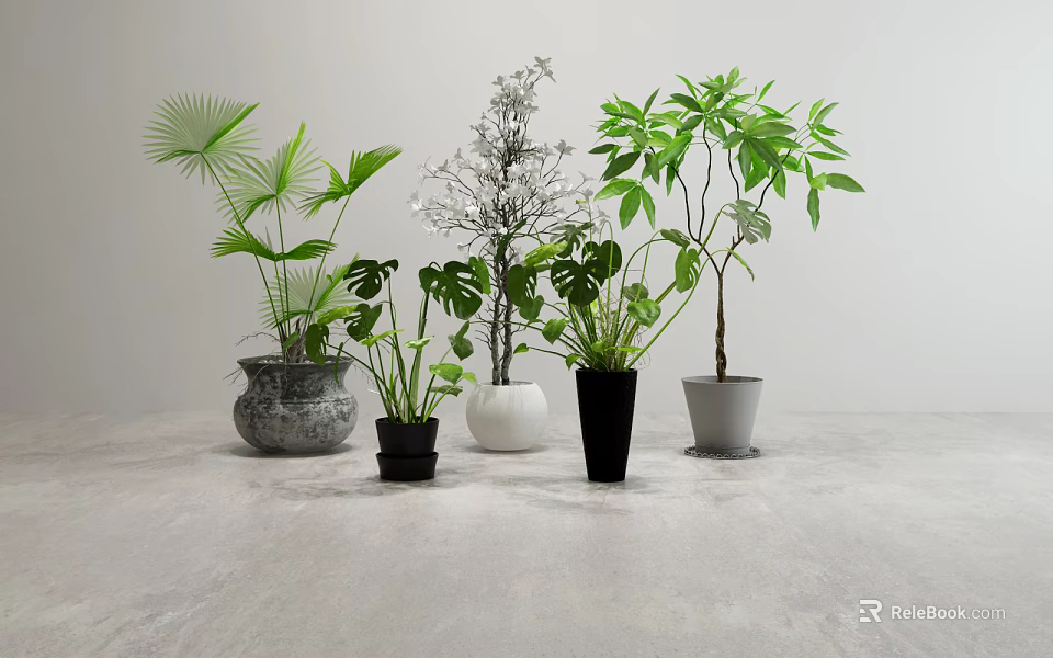 Different Types of Potted Plants with Varied Leaf Shapes and Colorful Pots on Light Background 3d model 