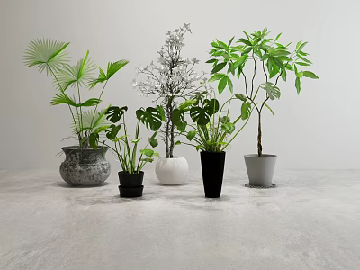 Different Types of Potted Plants with Varied Leaf Shapes and Colorful Pots on Light Background 3d model