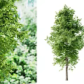 Tall Arbor With Lush Green Leaves And Dense Canopy In Natural Setting