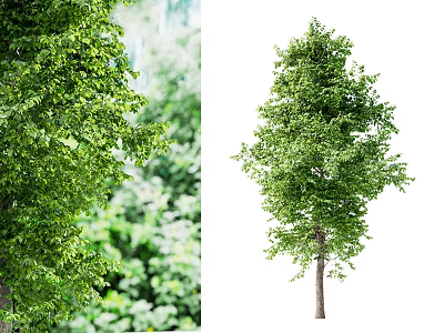 Tall Arbor With Lush Green Leaves And Dense Canopy In Natural Setting 3d model