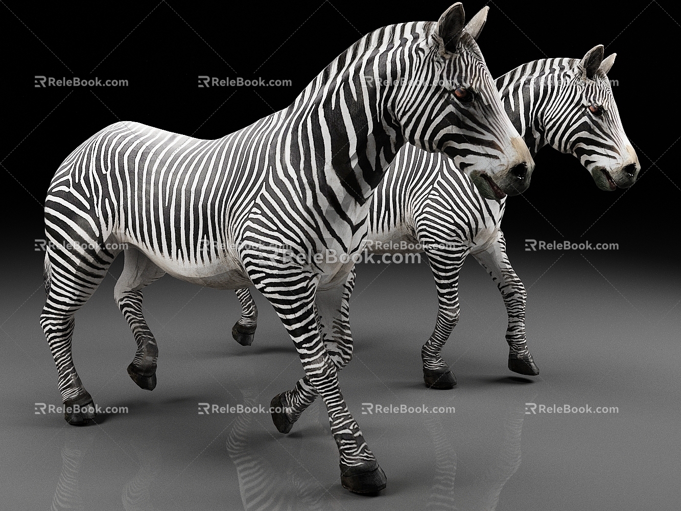 zebra animal wildlife model