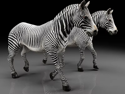 Two Zebras With Striped Bodies Walking On Gray Surface 3d model