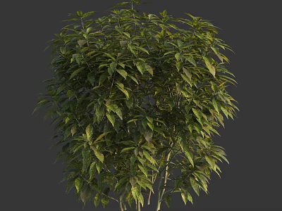 Vibrant Green Bush With Lush Dense Foliage And Healthy Strong Branches 3d model