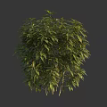 Vibrant Green Bush With Lush Dense Foliage And Healthy Strong Branches