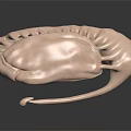 Detailed Light Brown Human Organ Anatomical Models On Dark Reflective Surface 3d model