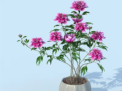 Bonsai Potted Plant With Pink Flowers And Green Leaves In Light Colored Pot 3d model
