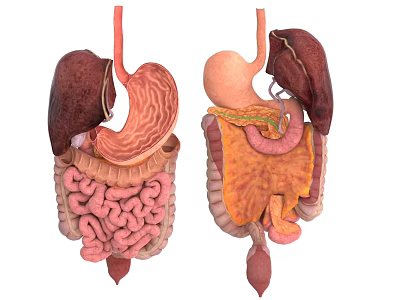 3D Anatomical Illustration of Abdominal Organs Showing Liver Stomach and Intestines 3d model