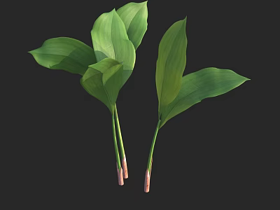 Fresh Green Broad Leaves in Two Bunches with Pink Base Stems and Vibrant Foliage 3d model