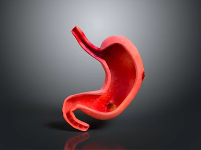 Red Human Stomach Anatomical 3D Model With Detailed Interior On Gray Gradient Background 3d model