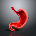 Red Human Stomach Anatomical 3D Model With Detailed Interior On Gray Gradient Background 3d model