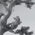 Pine Tree With Thick Trunk And Lush Green Needles Casting Clear Shadow