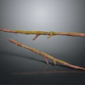 Natural Plant Branches with Green Moss on Brown Stems Against Dark Background