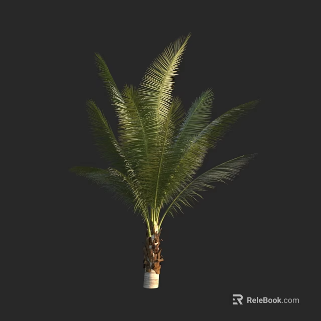 Palm Tree With Lush Green Fronds And Tall Brown Trunk Against Black Background 3d model 