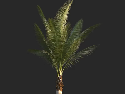 Palm Tree With Lush Green Fronds And Tall Brown Trunk Against Black Background 3d model