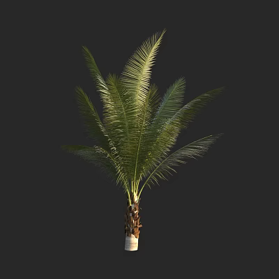 Palm Tree With Lush Green Fronds And Tall Brown Trunk Against Black Background 3d model