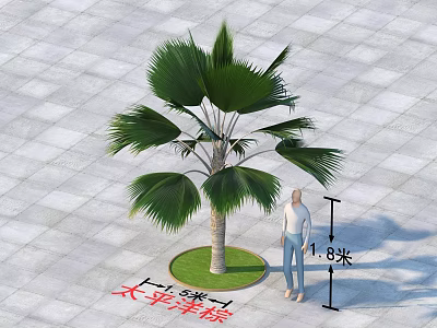 Pacific Palm Tree Growing in Outdoor Paved Space with 1.8m Height Indicator 3d model