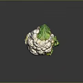 Fresh Cauliflower Head with Green Leaves and White Florets as Nutritious Vegetable Ingredient