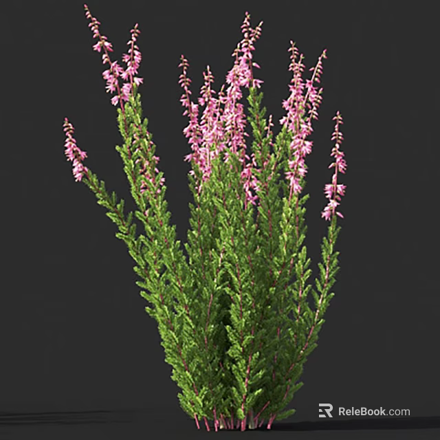 Vibrant Flowering Shrub With Pink Blossoms And Lush Green Foliage 3d model 