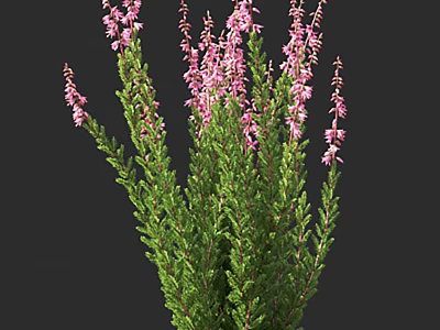 Vibrant Flowering Shrub With Pink Blossoms And Lush Green Foliage 3d model