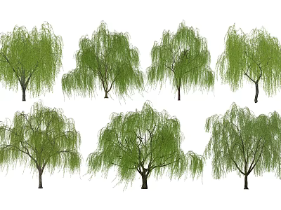 Lush Willow Trees With Long Green Drooping Branches In Natural Setting 3d model