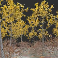 Tall Deciduous Trees With Yellow Leaves In Autumn Landscape And Fallen Leaves