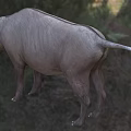 Modern Mongol Andrews Beast Andrus Beast Andrews Beast Animal Creatures 3d model