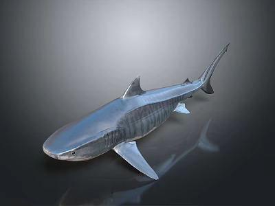 Detailed 3D Shark Model With Metallic Texture on Dark Reflective Background 3d model
