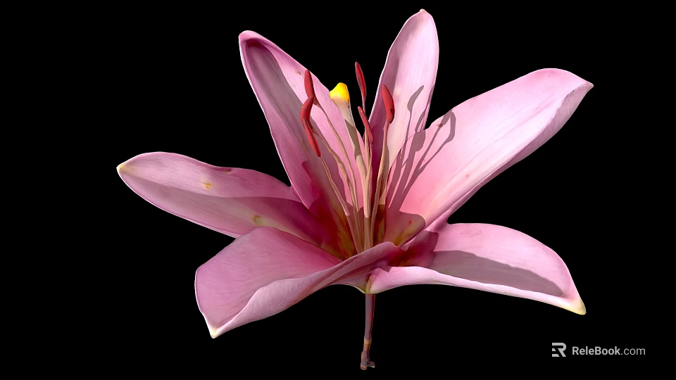 Beautiful Pink Lily Flower With Soft Petals And Yellow Stamens Isolated On Black Background 3d model 