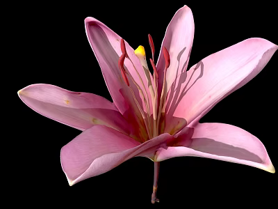 Beautiful Pink Lily Flower With Soft Petals And Yellow Stamens Isolated On Black Background 3d model