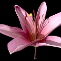Beautiful Pink Lily Flower With Soft Petals And Yellow Stamens Isolated On Black Background