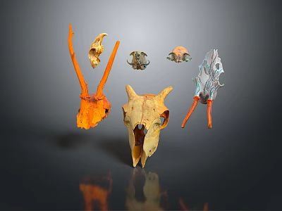 Various Colored Animal Skulls In Different Shapes On Dark Background With Reflections 3d model